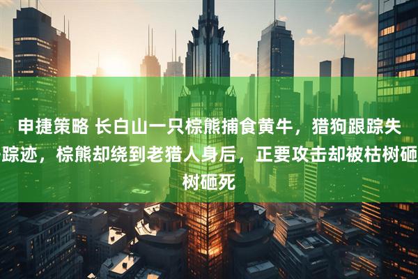 申捷策略 长白山一只棕熊捕食黄牛，猎狗跟踪失去踪迹，棕熊却绕到老猎人身后，正要攻击却被枯树砸死