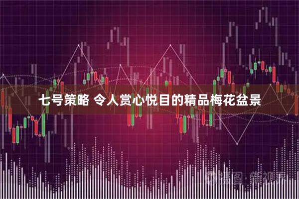 七号策略 令人赏心悦目的精品梅花盆景